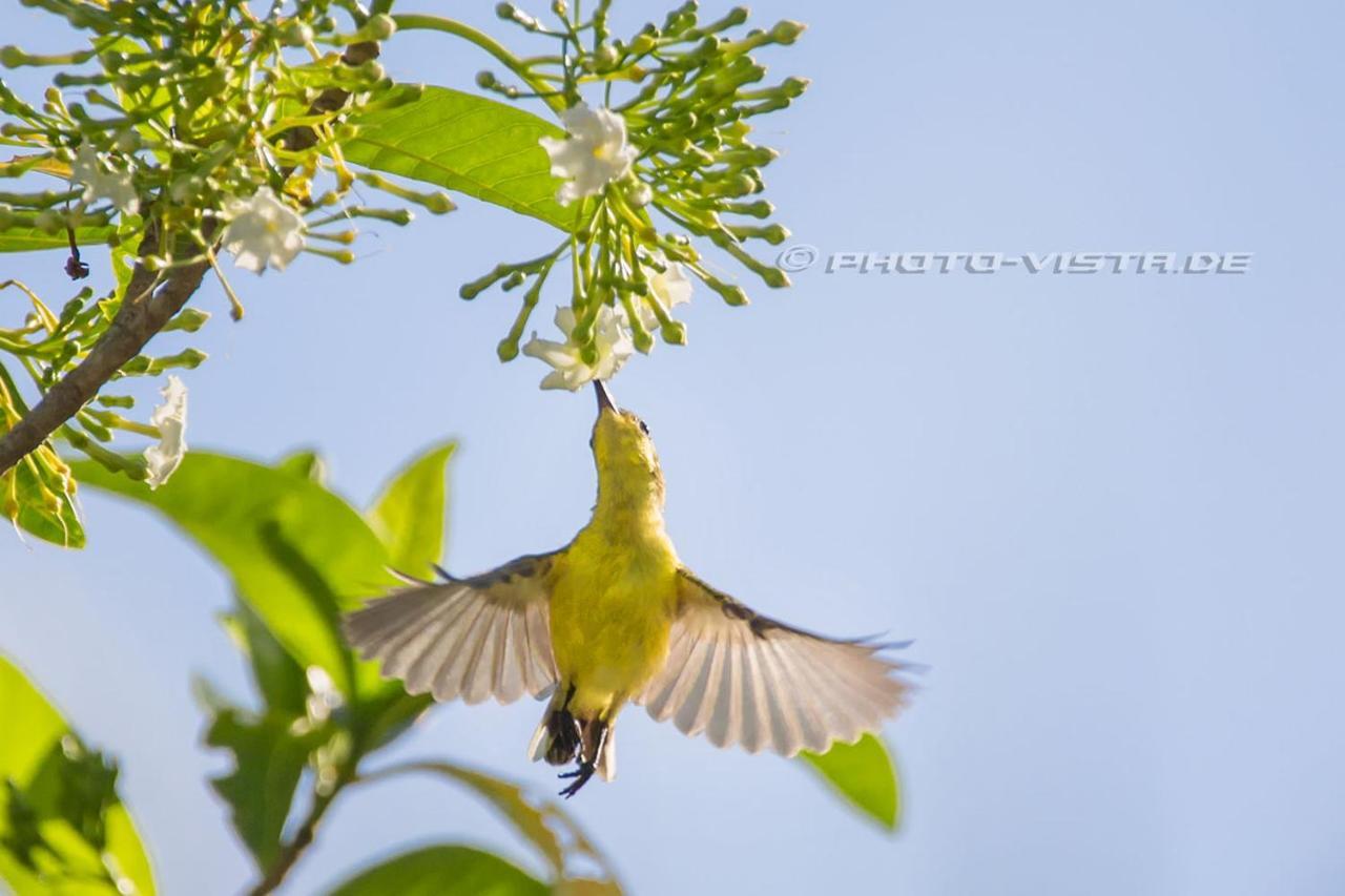 Готель Camotes Eden Himensulan Екстер'єр фото
